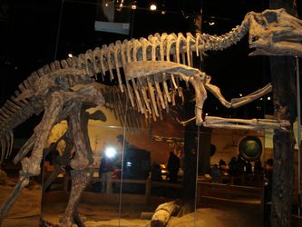 America has many great Museums. There you can see the great bones of animals long extinct